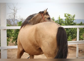 PRE Mix, Hengst, 2 Jahre, 158 cm, Buckskin