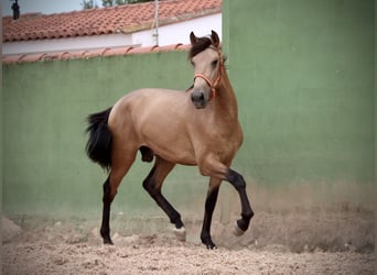 PRE Mix, Hengst, 2 Jahre, 158 cm, Buckskin