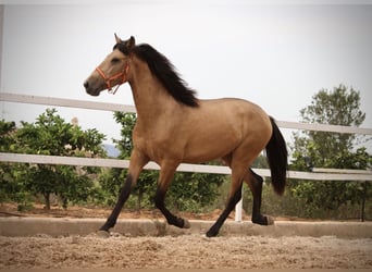 PRE Mix, Hengst, 2 Jahre, 158 cm, Buckskin