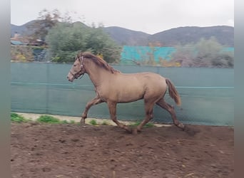 PRE Mix, Hengst, 2 Jahre, 158 cm, Champagne