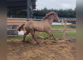 PRE Mix, Hengst, 2 Jahre, 158 cm, Champagne