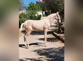 PRE Mix, Hengst, 2 Jahre, 158 cm, Cremello