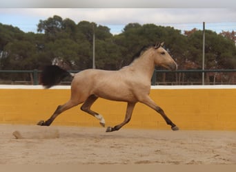 PRE Mix, Hengst, 2 Jahre, 158 cm, Falbe