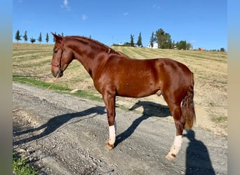 PRE, Hengst, 2 Jahre, 158 cm, Fuchs