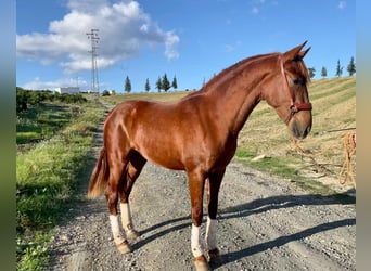 PRE, Hengst, 2 Jahre, 158 cm, Fuchs