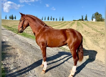 PRE, Hengst, 2 Jahre, 158 cm, Fuchs