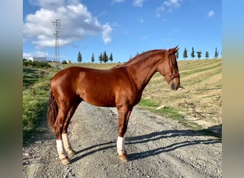 PRE, Hengst, 2 Jahre, 158 cm, Fuchs
