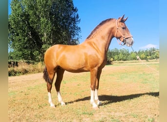 PRE Mix, Hengst, 2 Jahre, 158 cm, Fuchs