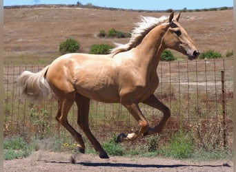 PRE Mix, Hengst, 2 Jahre, 158 cm, Palomino