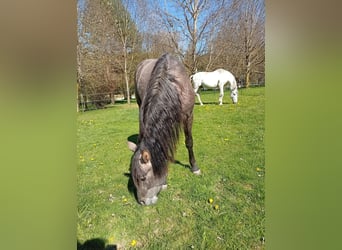 PRE, Hengst, 2 Jahre, 158 cm, Schimmel