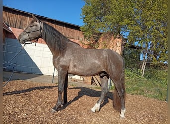 PRE, Hengst, 2 Jahre, 158 cm, Schimmel