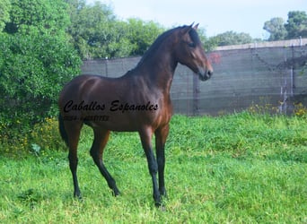 PRE Mix, Hengst, 2 Jahre, 159 cm, Brauner