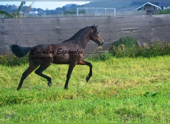 PRE Mix, Hengst, 2 Jahre, 159 cm, Brauner