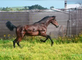 PRE Mix, Hengst, 2 Jahre, 159 cm, Brauner