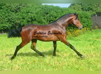 PRE Mix, Hengst, 2 Jahre, 159 cm, Brauner