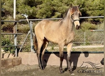 PRE Mix, Hengst, 2 Jahre, 159 cm, Buckskin