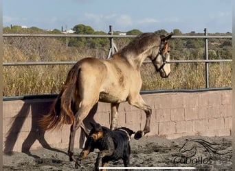 PRE Mix, Hengst, 2 Jahre, 159 cm, Buckskin