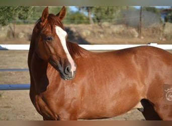PRE Mix, Hengst, 2 Jahre, 159 cm