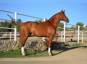 PRE Mix, Hengst, 2 Jahre, 159 cm