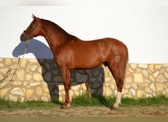 PRE Mix, Hengst, 2 Jahre, 159 cm