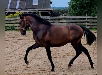 PRE, Hengst, 2 Jahre, 159 cm, Kann Schimmel werden