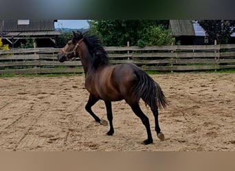 PRE, Hengst, 2 Jahre, 159 cm, Kann Schimmel werden