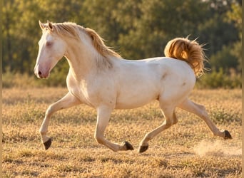 PRE Mix, Hengst, 2 Jahre, 159 cm, Perlino