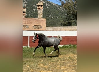 PRE, Hengst, 2 Jahre, 159 cm, Schimmel