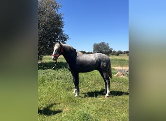 PRE, Hengst, 2 Jahre, 159 cm, Schimmel