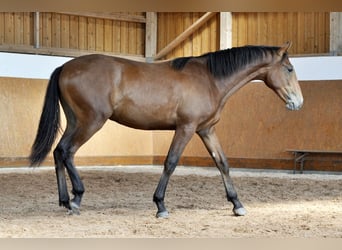 PRE, Hengst, 2 Jahre, 160 cm, Brauner