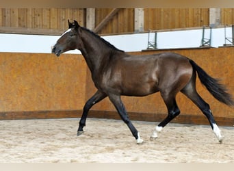 PRE, Hengst, 2 Jahre, 160 cm, Brauner