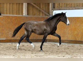 PRE, Hengst, 2 Jahre, 160 cm, Brauner