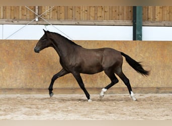 PRE, Hengst, 2 Jahre, 160 cm, Brauner