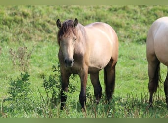 PRE, Hengst, 2 Jahre, 160 cm, Braunfalbschimmel