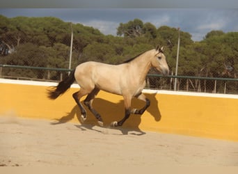 PRE Mix, Hengst, 2 Jahre, 160 cm, Falbe