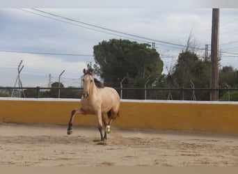 PRE Mix, Hengst, 2 Jahre, 160 cm, Falbe