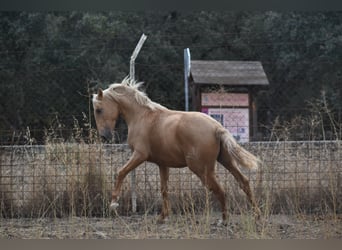 PRE Mix, Hengst, 2 Jahre, 160 cm, Palomino