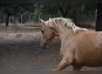 PRE Mix, Hengst, 2 Jahre, 160 cm, Palomino