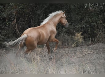 PRE Mix, Hengst, 2 Jahre, 160 cm, Palomino