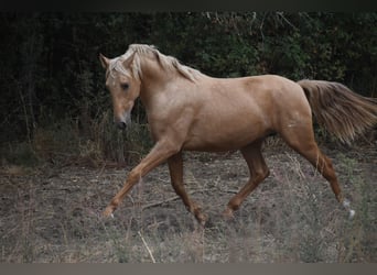 PRE Mix, Hengst, 2 Jahre, 160 cm, Palomino