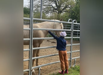 PRE Mix, Hengst, 2 Jahre, 160 cm, Palomino