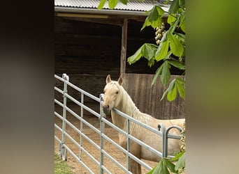 PRE Mix, Hengst, 2 Jahre, 160 cm, Palomino