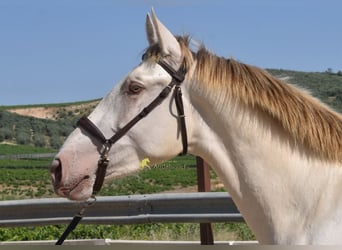 PRE, Hengst, 2 Jahre, 160 cm, Pearl