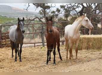 PRE, Hengst, 2 Jahre, 160 cm, Pearl