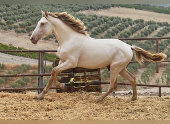 PRE, Hengst, 2 Jahre, 160 cm, Pearl
