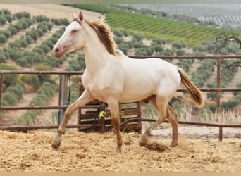 PRE, Hengst, 2 Jahre, 160 cm, Pearl
