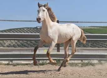 PRE, Hengst, 2 Jahre, 160 cm, Pearl
