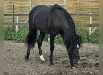 PRE Mix, Hengst, 2 Jahre, 160 cm, Rappe