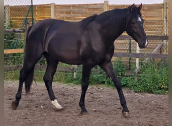 PRE Mix, Hengst, 2 Jahre, 160 cm, Rappe