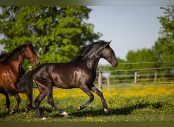 PRE Mix, Hengst, 2 Jahre, 160 cm, Rappe